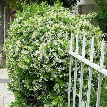 🏆Flash Sale⚡ 50K+ SOLD! Almost Gone-🌸 Jasmine Potted Plant