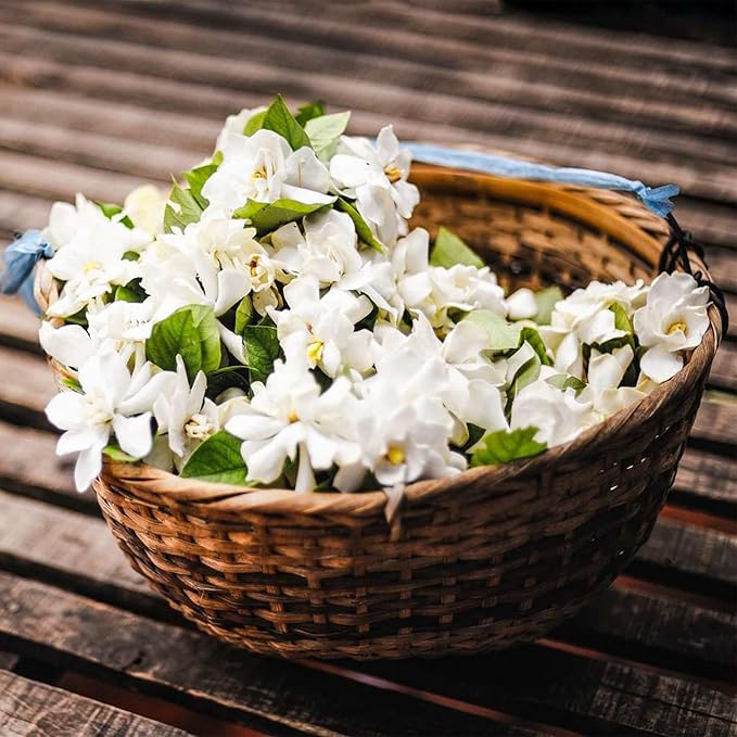 🏆Flash Sale⚡ 50K+ SOLD! Almost Gone-🌸 Jasmine Potted Plant