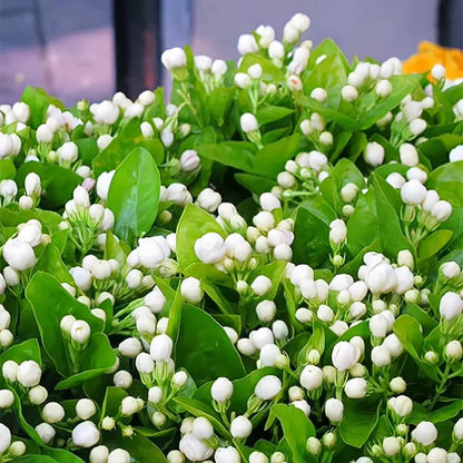 🏆Flash Sale⚡ 50K+ SOLD! Almost Gone-🌸 Jasmine Potted Plant