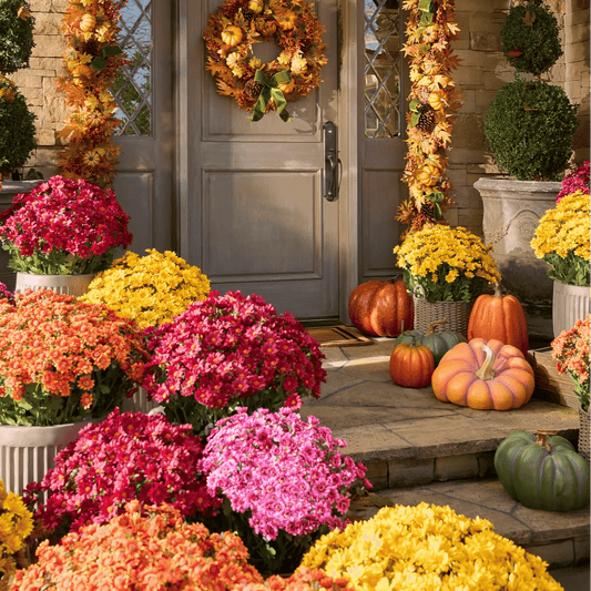 🔥Last Day 49% Off- 🌼Artificial Outdoor Sunset Mums Flowers