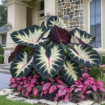 🌿 Rare Hosta Flower Bulbs🎁2026 Special Offer