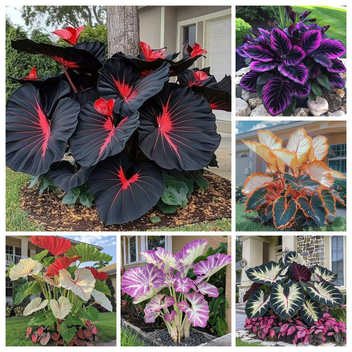 🌿 Rare Hosta Flower Bulbs🎁2026 Special Offer