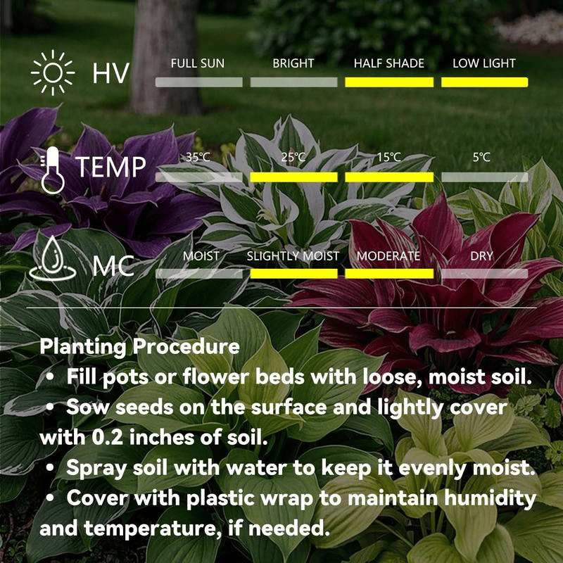 🌿 Rare Hosta Flower Bulbs🎁2026 Special Offer
