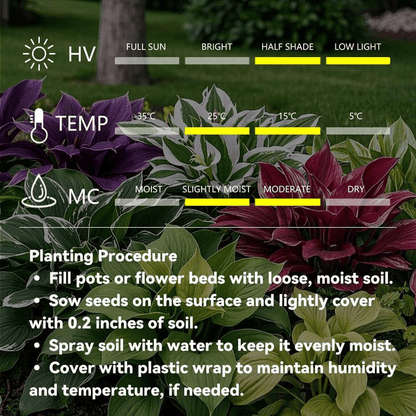 🌿 Rare Hosta Flower Bulbs🎁2026 Special Offer