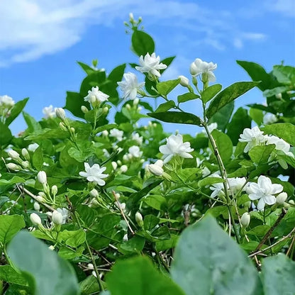 🏆Flash Sale⚡ 50K+ SOLD! Almost Gone-🌸 Jasmine Potted Plant