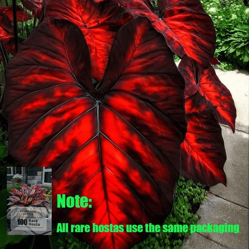 🌿 Rare Hosta Flower Bulbs🎁2026 Special Offer