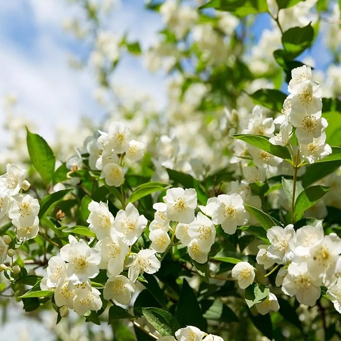 🏆Flash Sale⚡ 50K+ SOLD! Almost Gone-🌸 Jasmine Potted Plant