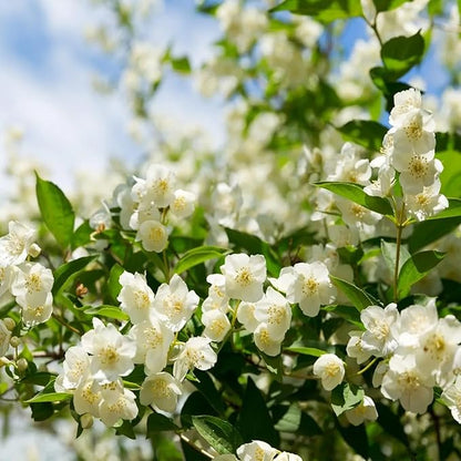🔥Last day clearance🌷Climbing Silver Jasmine Seeds🌸 For Natural Fragrance Haven