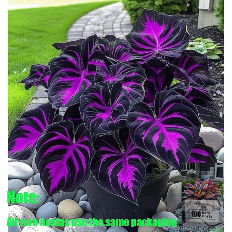 Black Purple