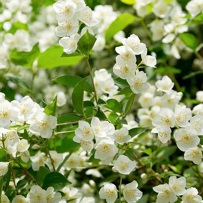 🏆Flash Sale⚡ 50K+ SOLD! Almost Gone-🌸 Jasmine Potted Plant