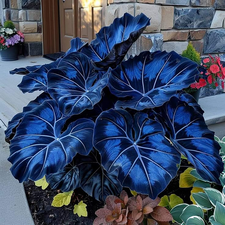 Black Blue