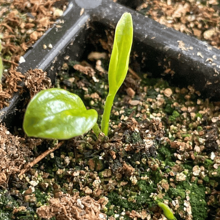 🌿 Rare Hosta Flower Bulbs🎁2026 Special Offer