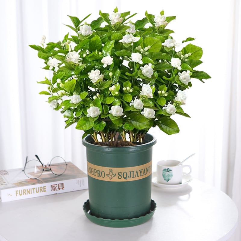 🏆Flash Sale⚡ 50K+ SOLD! Almost Gone-🌸 Jasmine Potted Plant