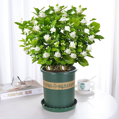 🏆Flash Sale⚡ 50K+ SOLD! Almost Gone-🌸 Jasmine Potted Plant