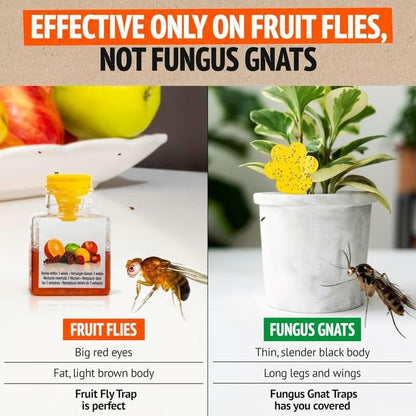 🏆Buy 2 Get 1 Free🌟Super Ninja Fruit Fly Traps- safe for children and pets
