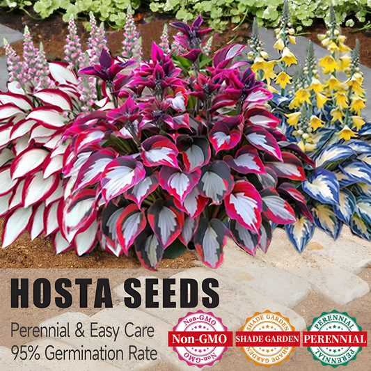 🔥Last Day 49% OFF🌿Rare Hosta Seeds for Lush Shade Gardens💖