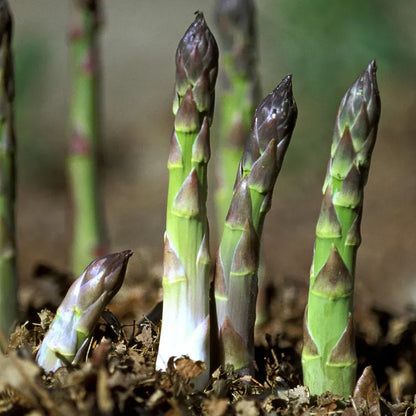 FOUR SEASONS ASPARAGUS MARY WASHINGTON SEEDS