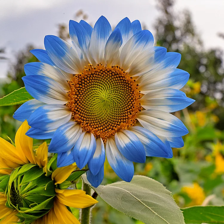 Blue White