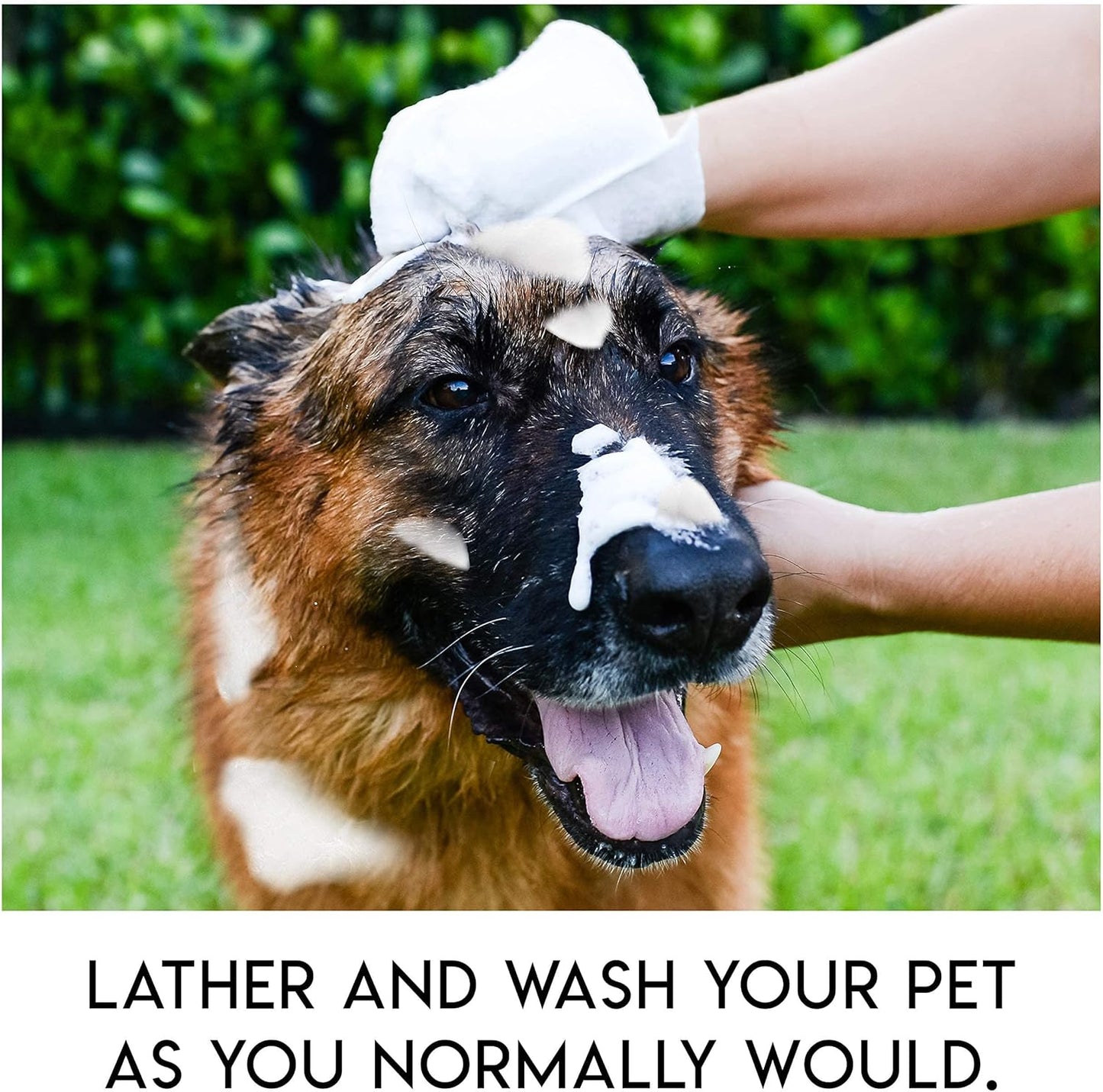 🔥Last Day Sale 49% OFF🐾Rinse-Free Dog Shampoo Mitts – Hypoallergenic Pet Bath Wipes