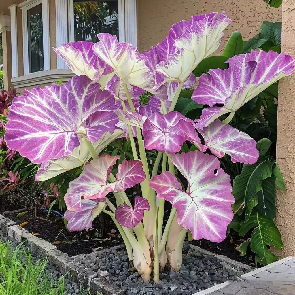 Purple White