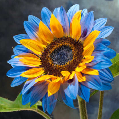 Midnight Blaze Sunflower Seeds