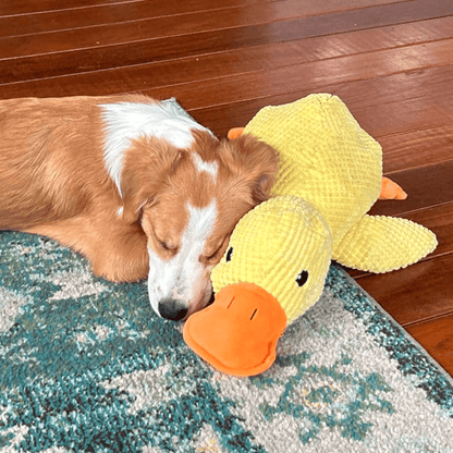 Quacking Crinkle Duck Comfort Calming Toy for Dog Separation Anxiety Proper Relief